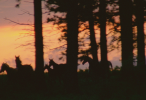 1_ForestHorsesSunset_010015020_55304fd13239e_146_100.png