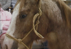 52_HorseAuction_015123040_146_100.png