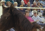 54_HorseAuction_015139150_146_100.png